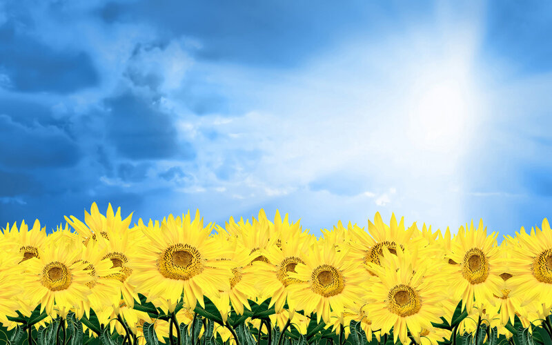 Sunflowers in a Field — Yellow, Bright, Afternoon, Photograph, Sky, Clouds, Sun