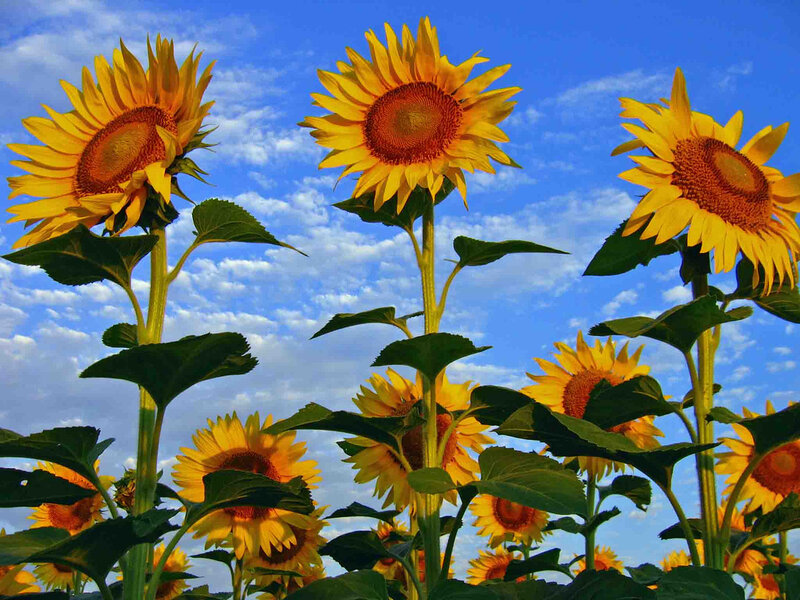 Sunflowers in a Field — Yellow, Bright, Afternoon, Photograph, Sky, Clouds