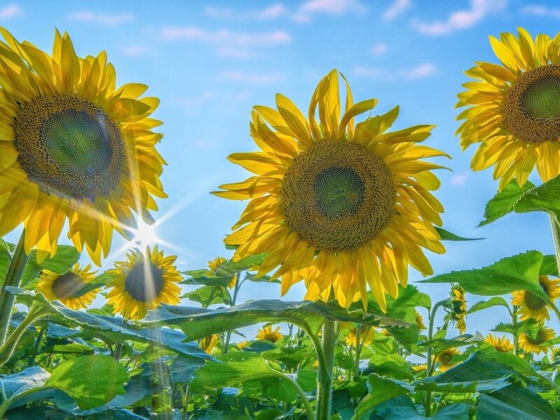 Sunflowers in a Field — Yellow, Bright, Afternoon, Photograph, Sky, Sunlight