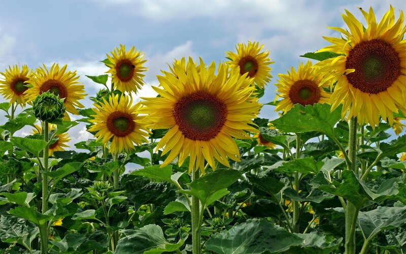 Sunflowers in a Field — Yellow, Bright, Afternoon, Photograph, Sky