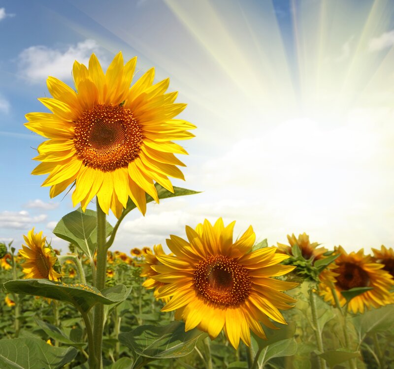 Sunflowers in a Field — Yellow, Bright, Afternoon, Photograph, Sun, Sky, Clouds