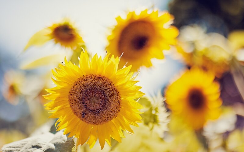 Sunflowers in a Field — Yellow, Bright, Afternoon, Photograph, Sunlight, Sky