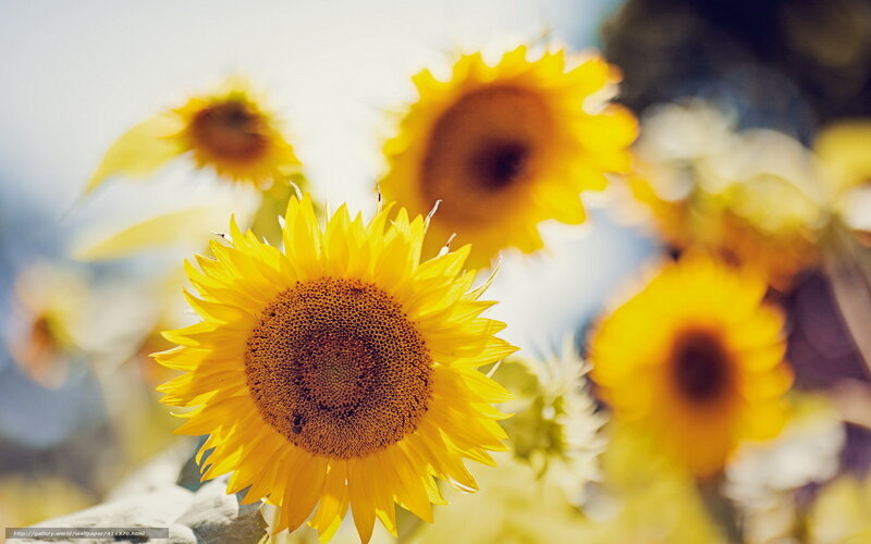 Sunflowers in a Field — Yellow, Bright, Afternoon, Photograph, Sunlight