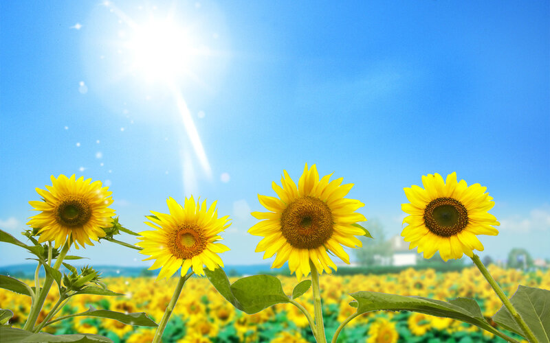 Sunflowers in a Field — Yellow, Bright, Afternoon