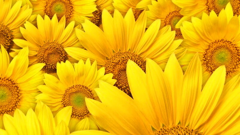 Sunflowers in a Field — Yellow, Bright, Summer, Photograph, Flower