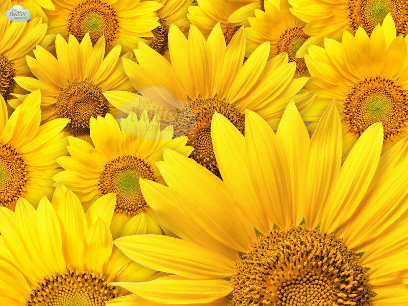 Sunflowers in a Field — Yellow, Bright, Summer