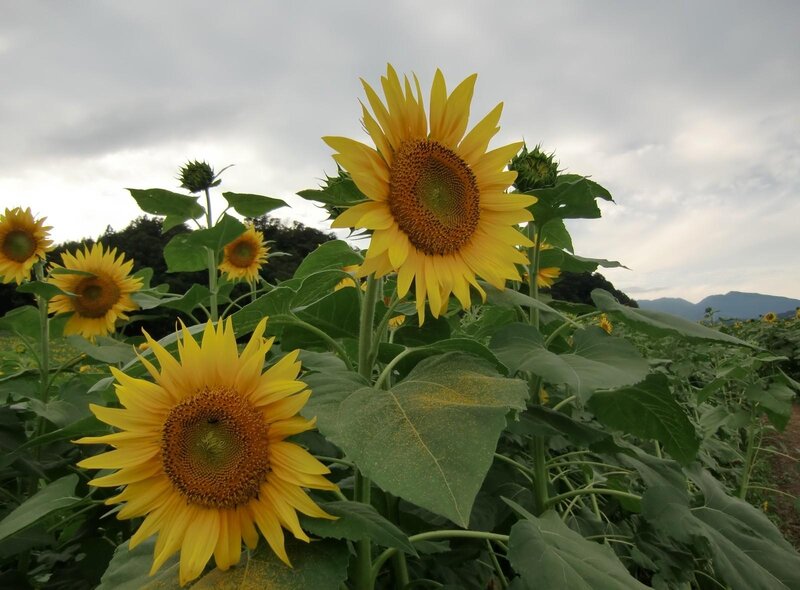 Sunflowers in a Field — Yellow, Calm, Afternoon, Photograph