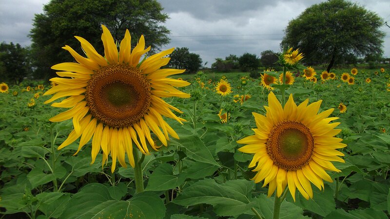 Sunflowers in a Field — Yellow, Calm, Afternoon