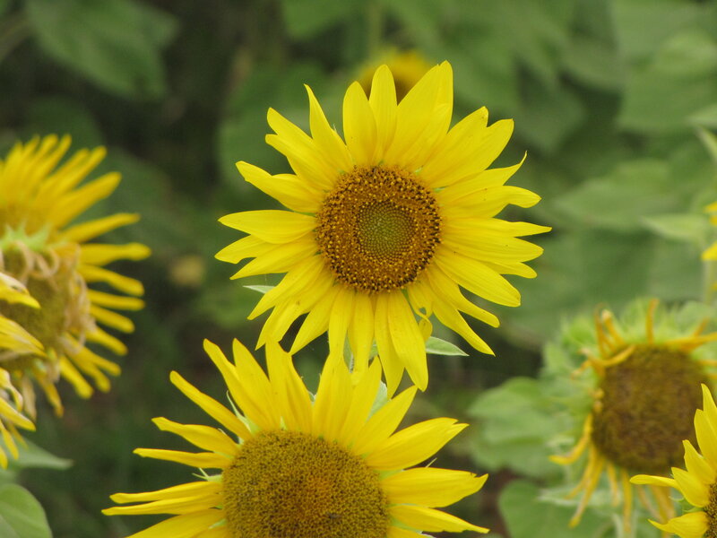 Sunflowers in a Field — Yellow, Calm, Summer