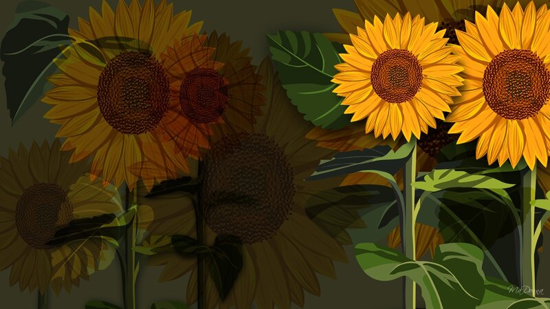 Sunflowers in a Field — Yellow, Calm