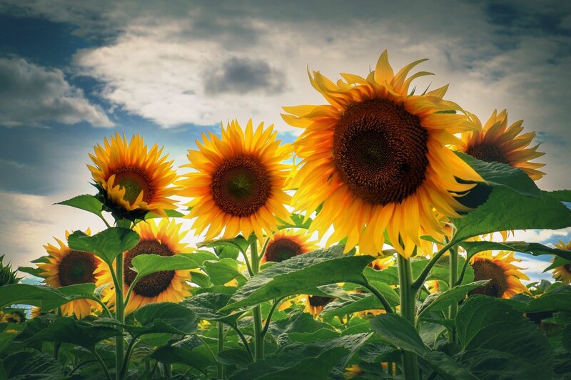 Sunflowers in a Field — Yellow, Dramatic, Afternoon, Photograph, Sky