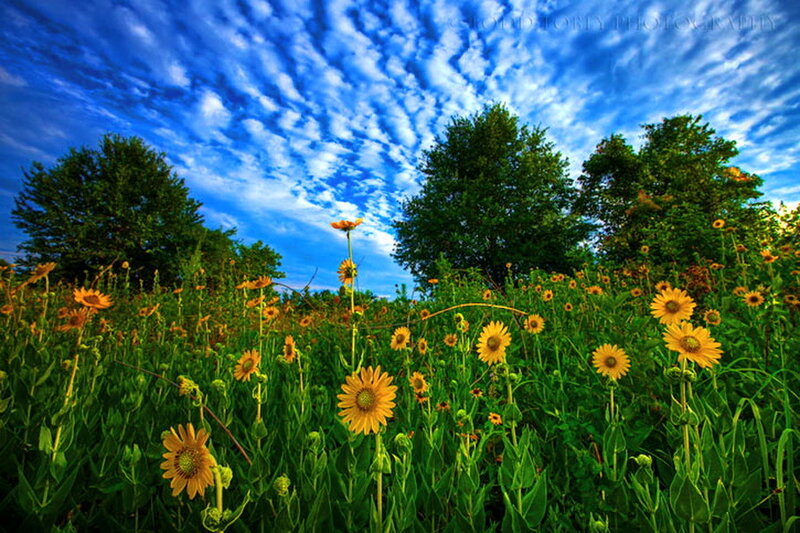 Sunflowers in a Field — Yellow, Dramatic, Afternoon, Photograph