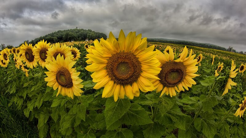 Sunflowers in a Field — Yellow, Dramatic, Afternoon, Photograph, Trees