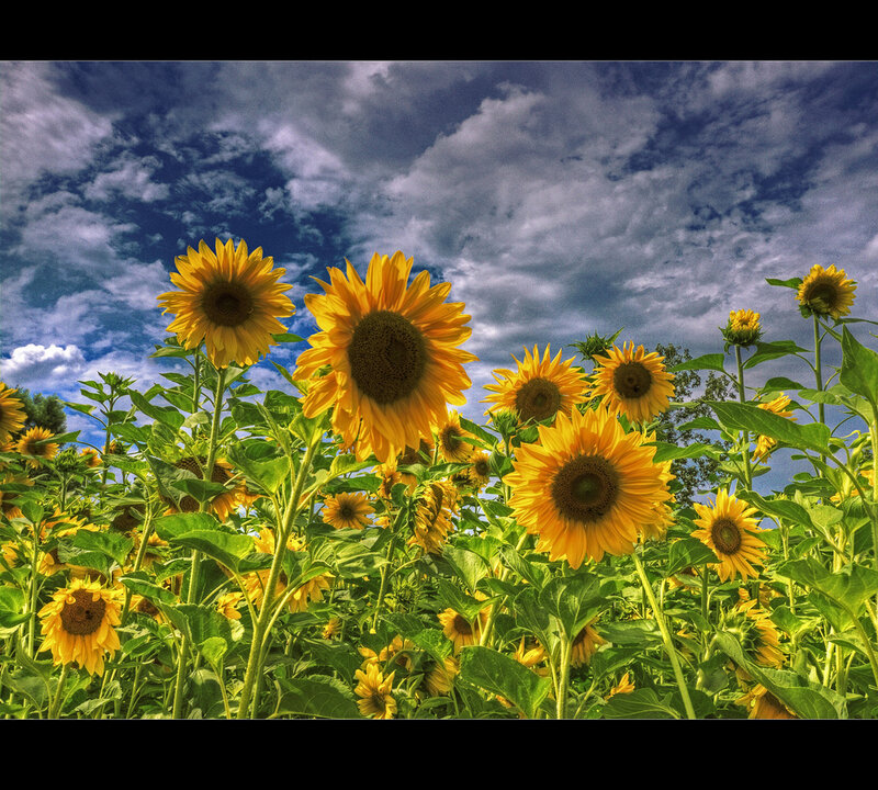 Sunflowers in a Field — Yellow, Dramatic, Afternoon