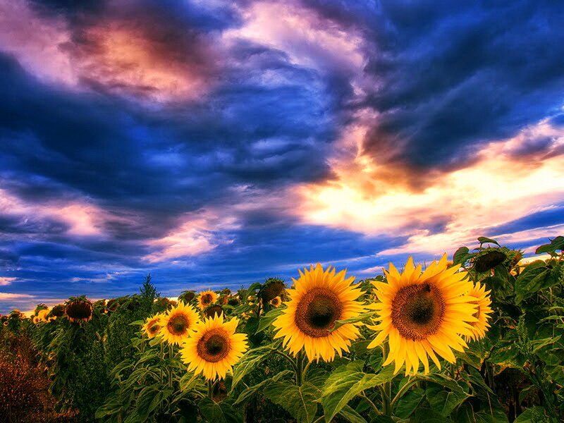 Sunflowers in a Field — Yellow, Dramatic, Sunset, Photograph, Clouds