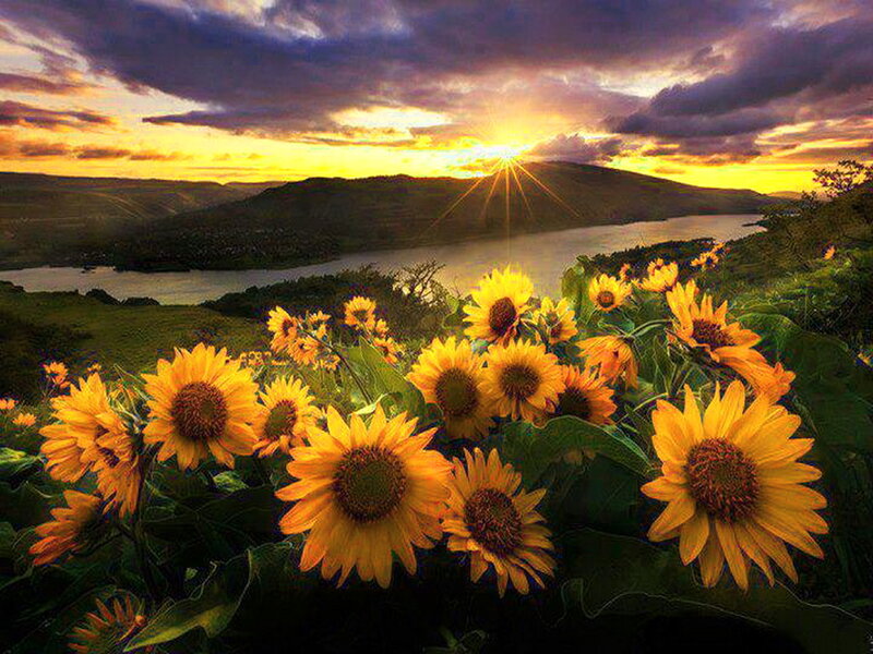Sunflowers in a Field — Yellow, Dramatic, Sunset, Photograph, River