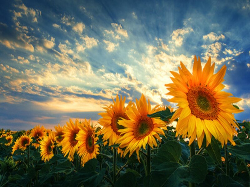Sunflowers in a Field — Yellow, Dramatic, Sunset, Photograph, Sky, Clouds, Sun