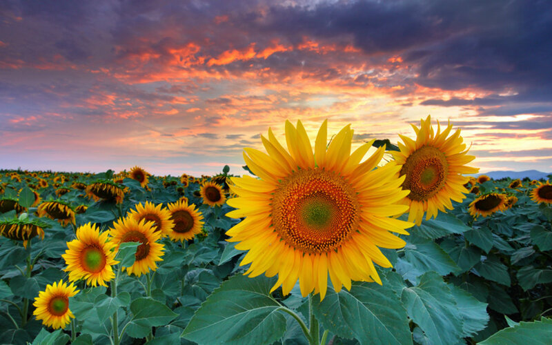 Sunflowers in a Field — Yellow, Dramatic, Sunset, Photograph, Sky, Clouds