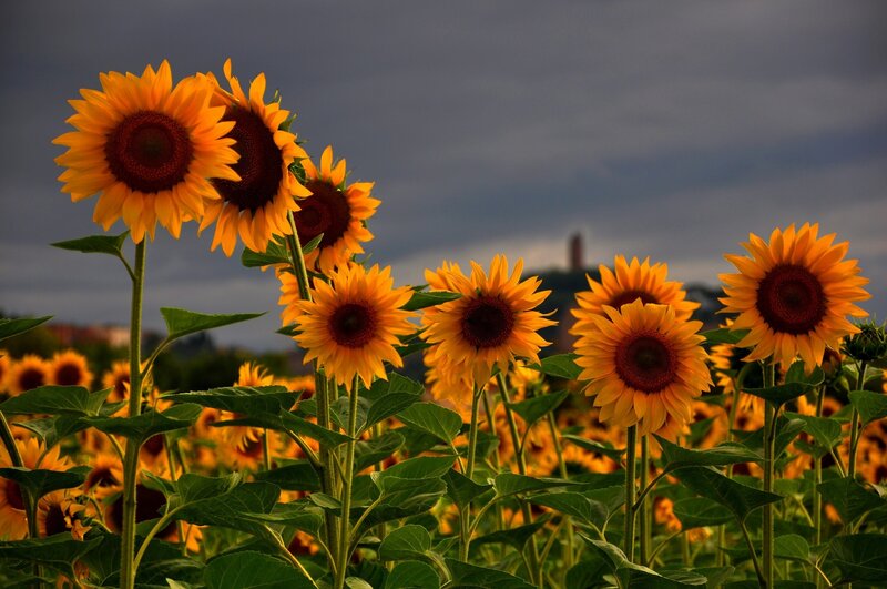 Sunflowers in a Field — Yellow, Dramatic, Sunset, Photograph, Sky, Plants