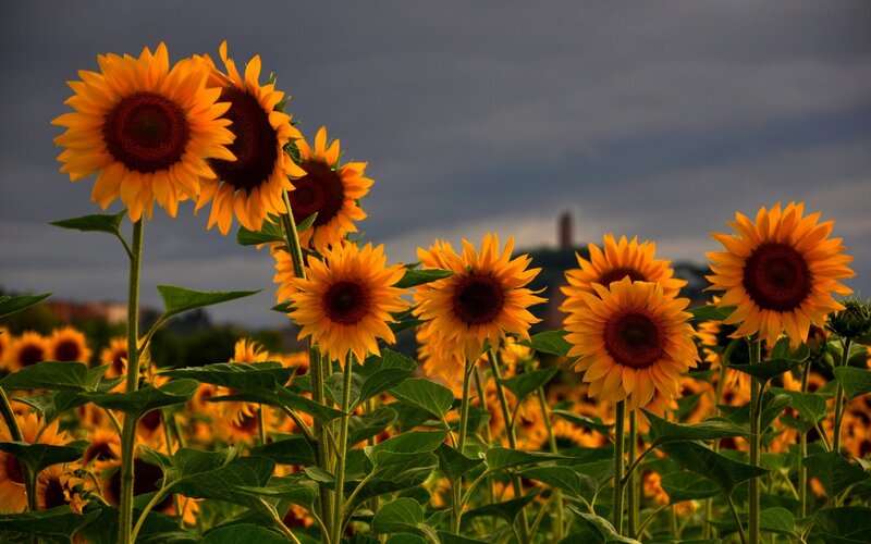 Sunflowers in a Field — Yellow, Dramatic, Sunset, Photograph, Sky, Tower