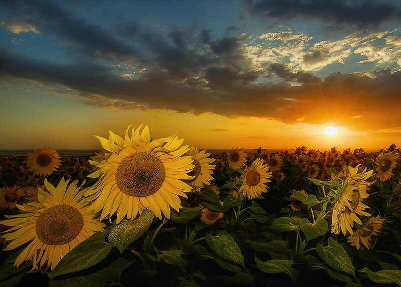 Sunflowers in a Field — Yellow, Dramatic, Sunset