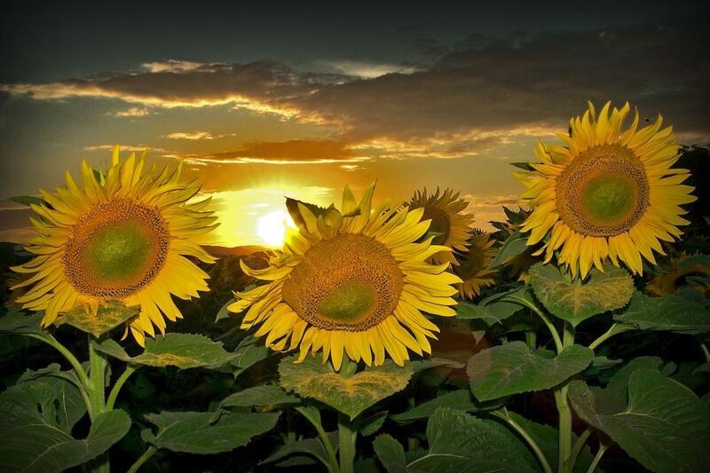 Sunflowers in a Field — Yellow, Dramatic