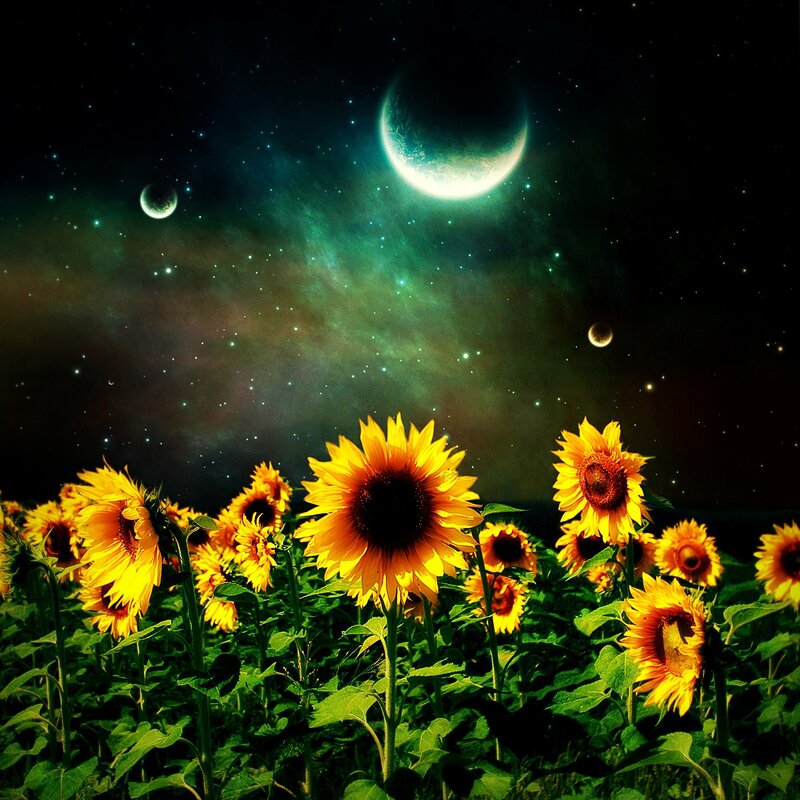 Sunflowers in a Field — Yellow, Dreamy