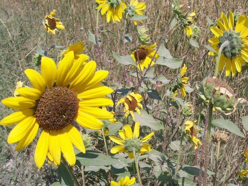 Sunflowers in a Field — Yellow, Natural, Afternoon