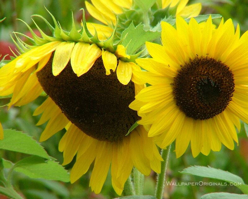 Sunflowers in a Field — Yellow, Natural, Summer