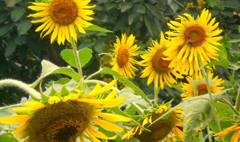 Sunflowers in a Field — Yellow, Natural