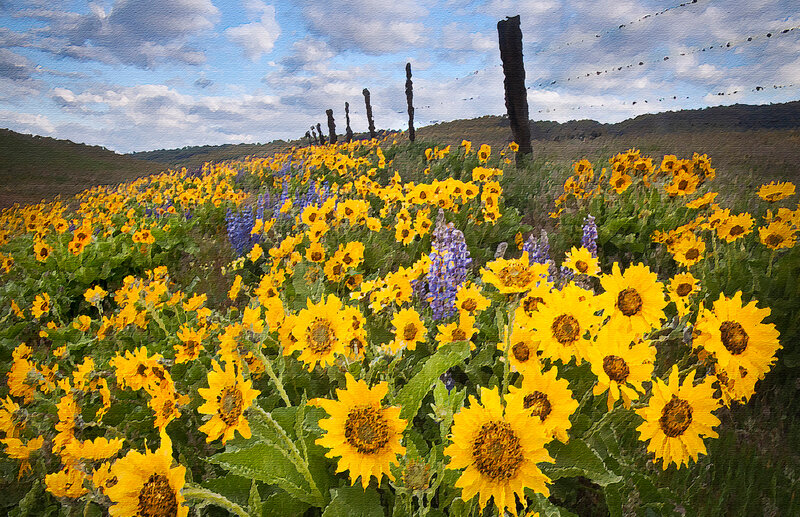 Sunflowers in a Field — Yellow, Serene, Afternoon, Painting