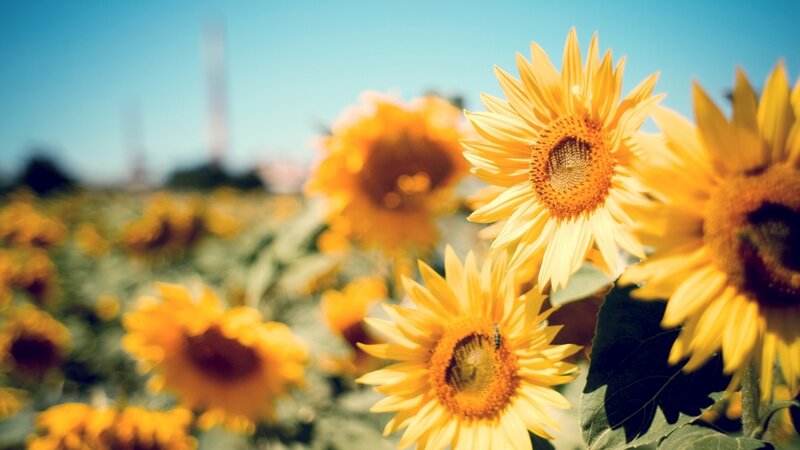 Sunflowers in a Field — Yellow, Serene, Afternoon, Photograph, Bee
