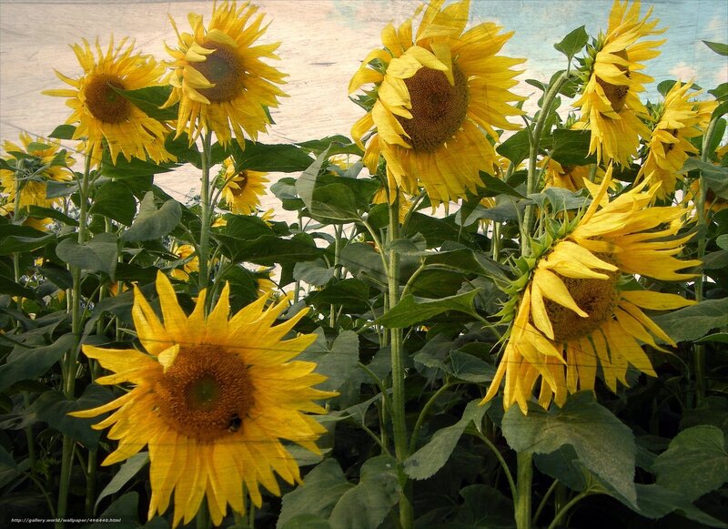 Sunflowers in a Field — Yellow, Serene, Afternoon, Photograph, Bees