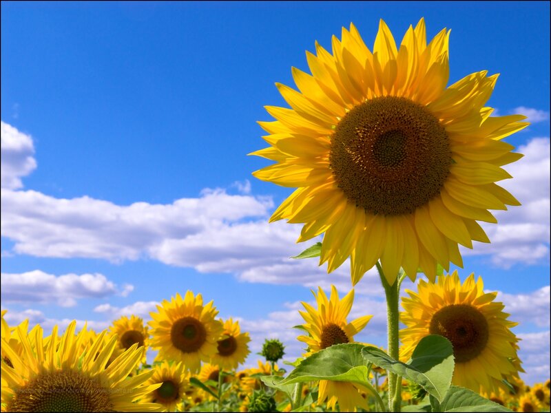 Sunflowers in a Field — Yellow, Serene, Afternoon, Photograph, Blue Sky, Clouds, Green Leaves