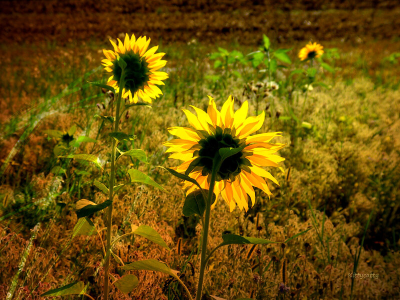 Sunflowers in a Field — Yellow, Serene, Afternoon, Photograph, Grass