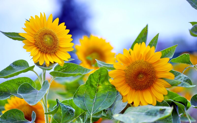 Sunflowers in a Field — Yellow, Serene, Afternoon, Photograph, Green Leaves, Yellow Petals, Blue Sky