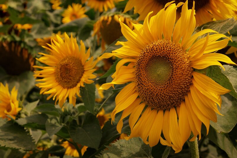 Sunflowers in a Field — Yellow, Serene, Afternoon, Photograph, Green Leaves, Yellow Petals, Flower Heads