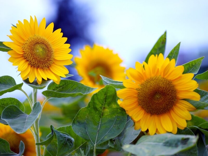 Sunflowers in a Field — Yellow, Serene, Afternoon, Photograph, Green Leaves, Yellow Petals