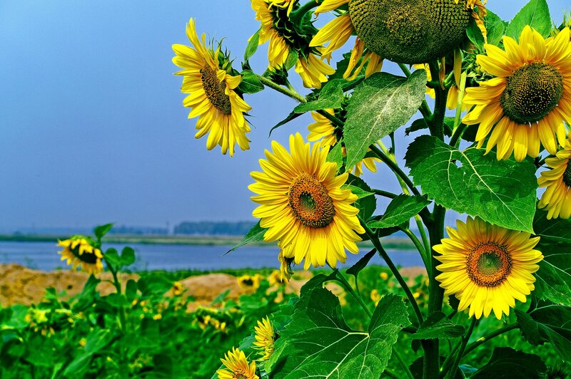 Sunflowers in a Field — Yellow, Serene, Afternoon, Photograph, River