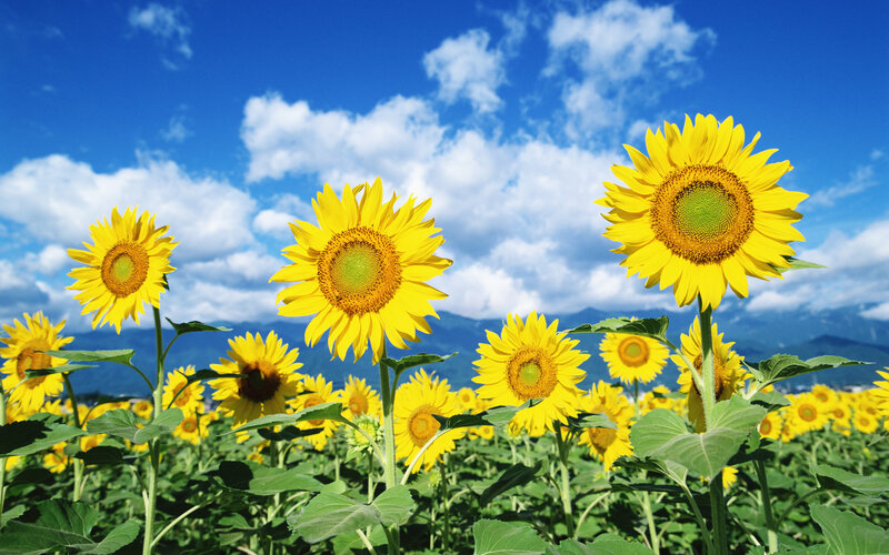 Sunflowers in a Field — Yellow, Serene, Afternoon, Photograph, Sky, Clouds, Mountains, Blue