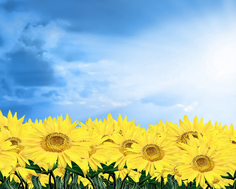 Sunflowers in a Field — Yellow, Serene, Afternoon, Photograph, Sky