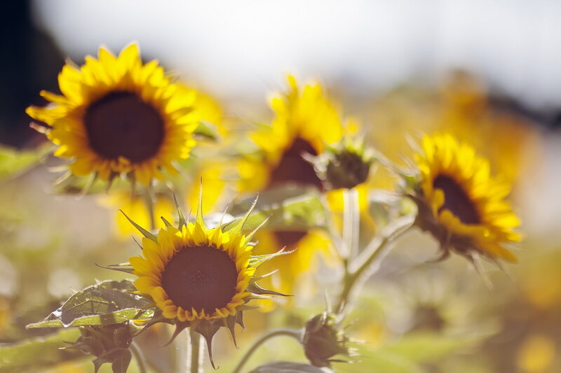 Sunflowers in a Field — Yellow, Serene, Afternoon, Photograph, Sunlight