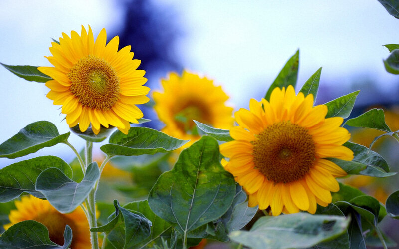 Sunflowers in a Field — Yellow, Serene, Afternoon, Photograph