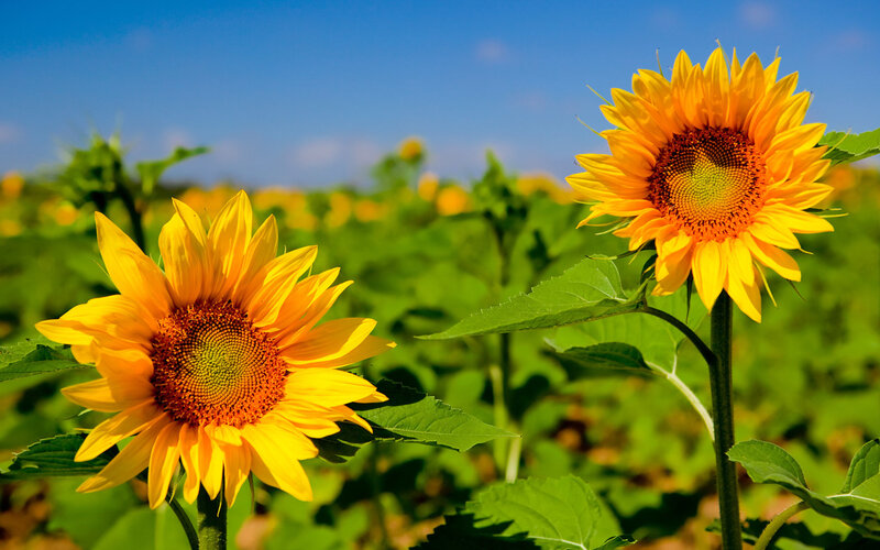 Sunflowers in a Field — Yellow, Serene, Afternoon