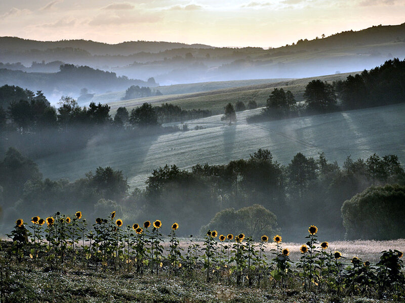 Sunflowers in a Field — Yellow, Serene, Morning