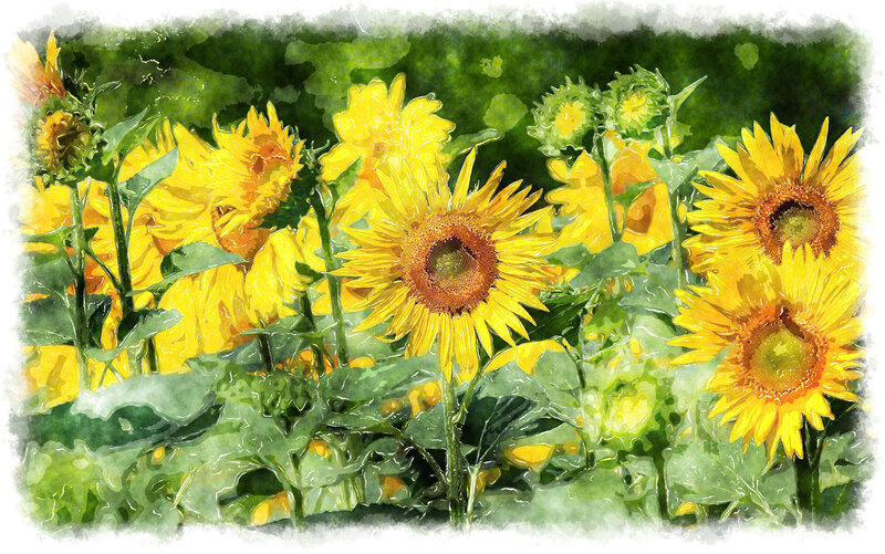 Sunflowers in a Field — Yellow, Serene, Summer, Painting