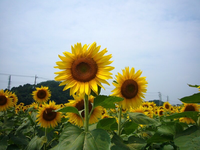 Sunflowers in a Field — Yellow, Serene, Summer, Photograph, Sky