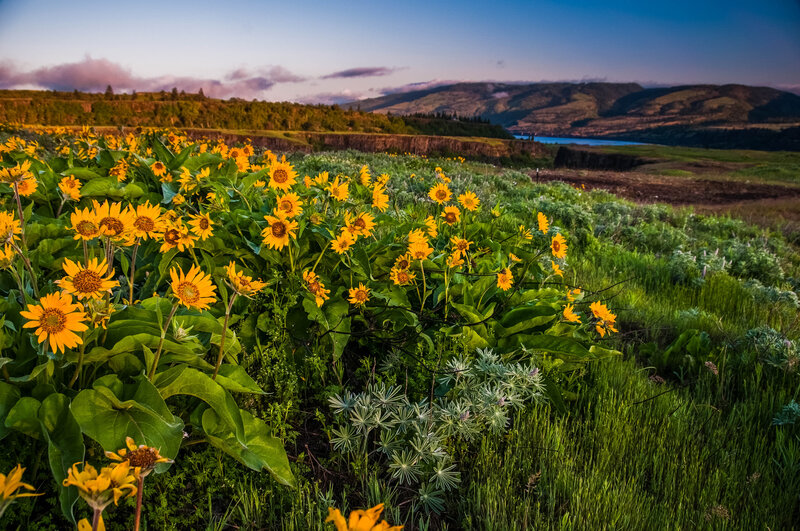 Sunflowers in a Field — Yellow, Serene, Sunset, Photograph, Mountains, Lake, Sky