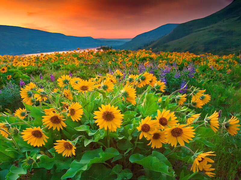Sunflowers in a Field — Yellow, Serene, Sunset, Photograph, Mountains, Lake