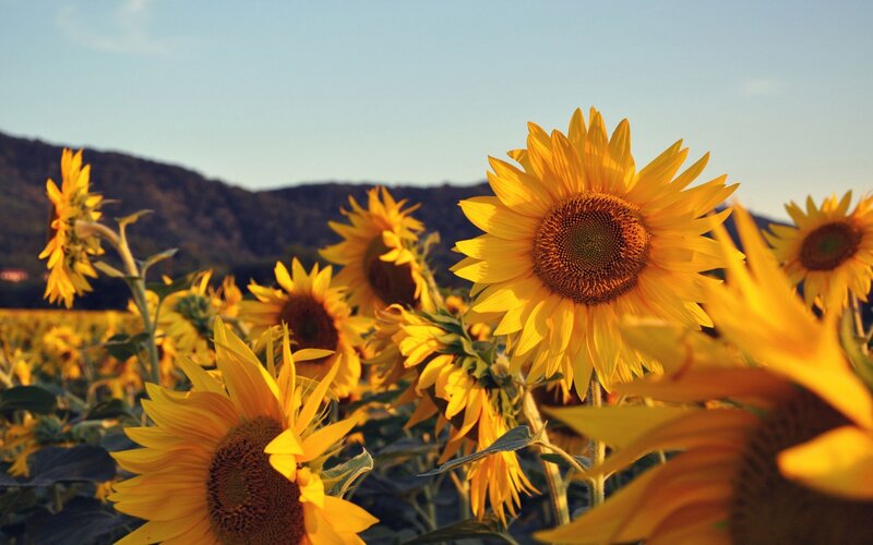 Sunflowers in a Field — Yellow, Serene, Sunset, Photograph, Mountains